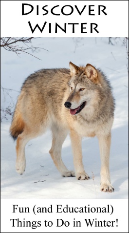 discover-winter